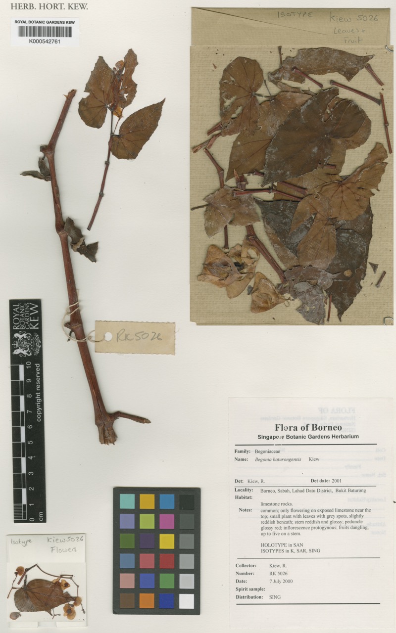 B. baturongensis